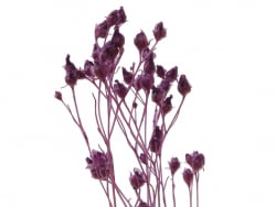 Acheter Brin de Broom bloom stabilisé - Lilas - 6,49 € en ligne sur La Petite Epicerie - Loisirs créatifs