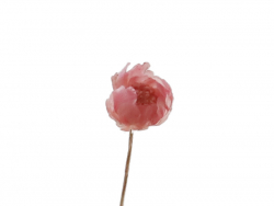 Acheter Brin de Marcela - Rose - 0,09 € en ligne sur La Petite Epicerie - Loisirs créatifs