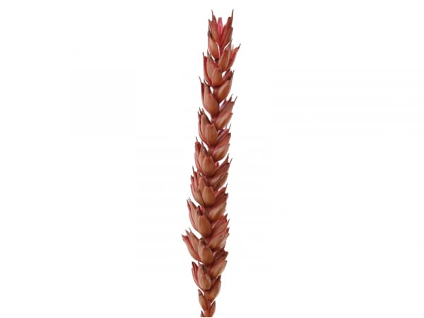Acheter Brin de blé - Rose - 0,09 € en ligne sur La Petite Epicerie - Loisirs créatifs