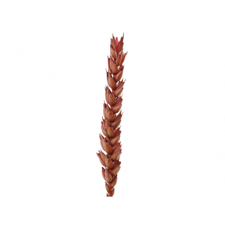 Acheter Brin de blé - Rose - 0,09 € en ligne sur La Petite Epicerie - Loisirs créatifs
