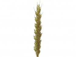 Acheter Brin de blé - Vert naturel - 0,09 € en ligne sur La Petite Epicerie - Loisirs créatifs