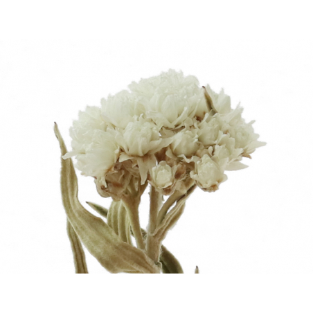 Acheter Brin d'Anaphalis - Blanc - 1,69 € en ligne sur La Petite Epicerie - Loisirs créatifs