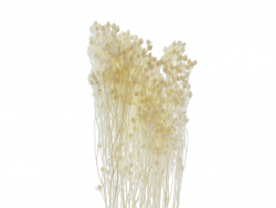Acheter Brin de Broom bloom décoloré - Blanc - 3,39 € en ligne sur La Petite Epicerie - Loisirs créatifs
