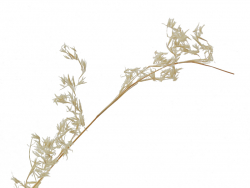 Acheter Brin d'Alfa Grass décoloré - Blanc - 0,49 € en ligne sur La Petite Epicerie - Loisirs créatifs