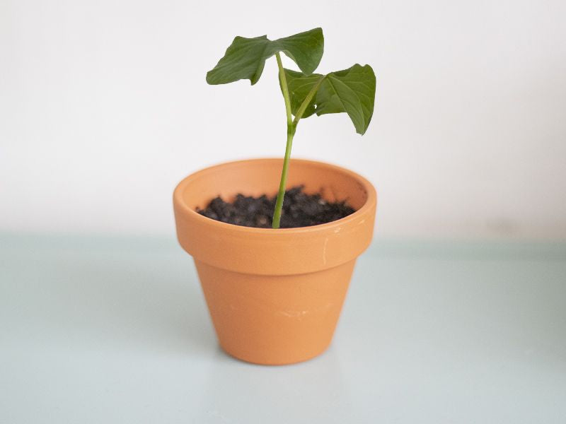 Ma graine à planter