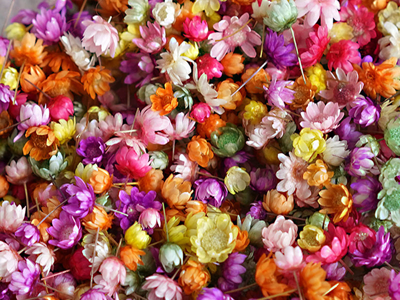 Achat Sachet de minis fleurs séchées - Marcella multicolores