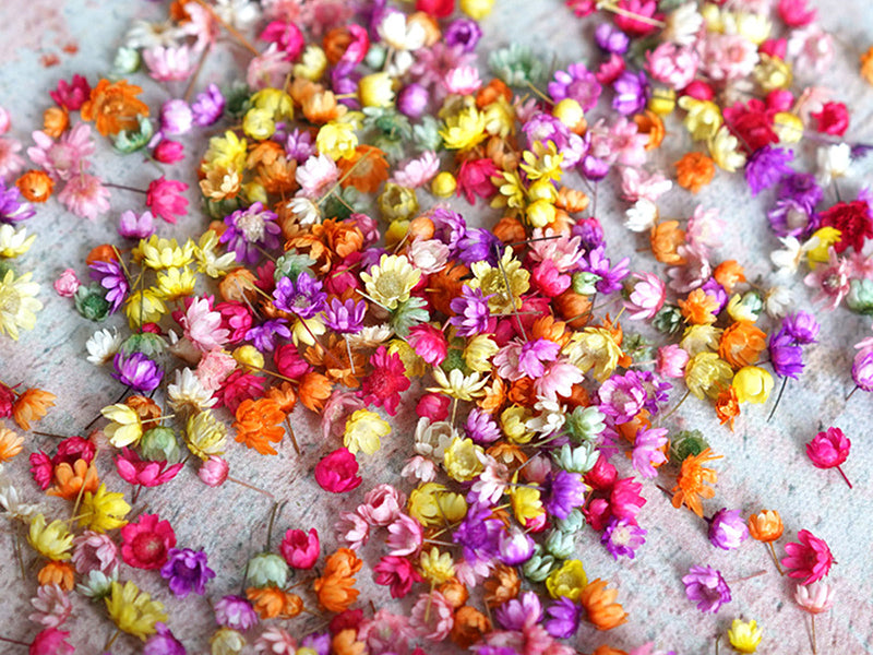 achat Sachet de minis fleurs séchées - Marcella multicolores