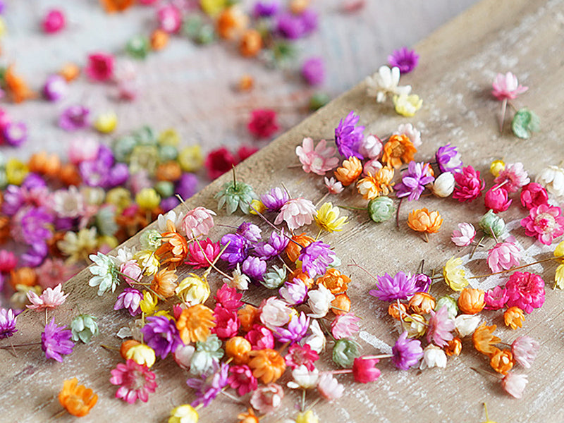 achat Sachet de minis fleurs séchées - Marcella multicolores
