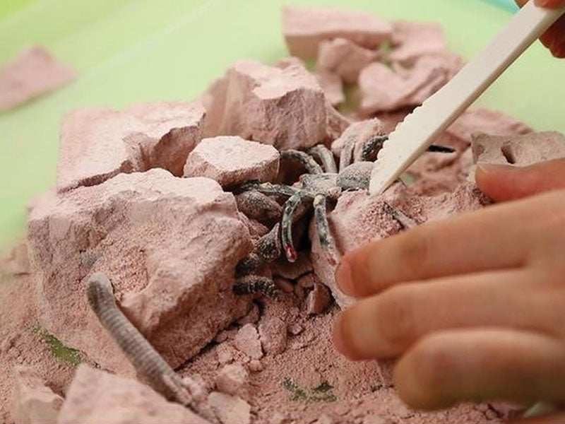 Achat Kit DAM - Déterre tes insectes - Creepy Crawly
