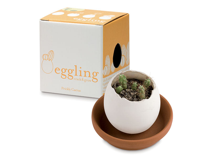Achat Kit Eggling pour faire pousser un Cactus - Prickly Cactus