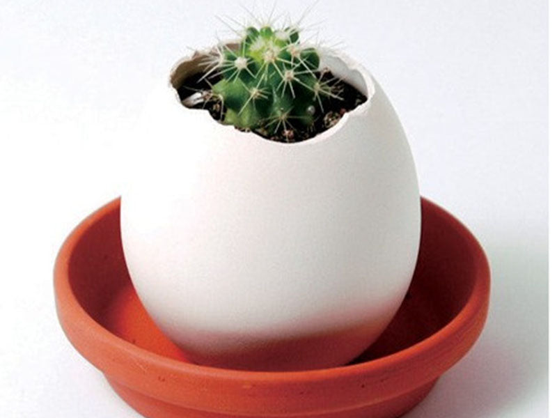 achat Kit Eggling pour faire pousser un Cactus - Prickly Cactus