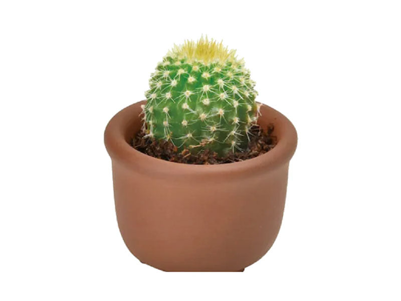 achat Kit Green capsule pour faire pousser un mini Cactus