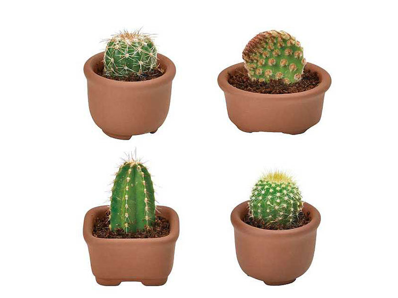 achat Kit Green capsule pour faire pousser un mini Cactus