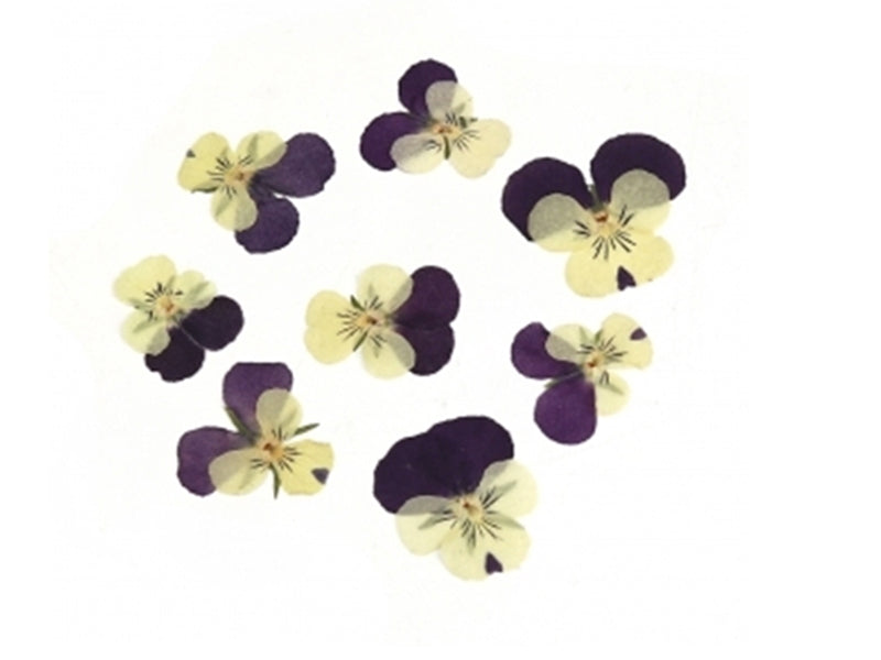 Achat Planche de 12 pensées pressées - violet profond