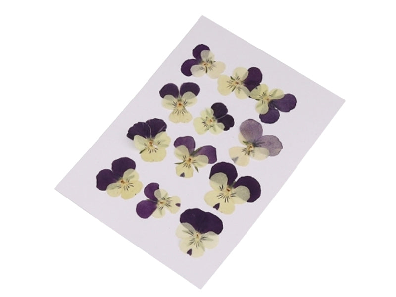 Achat Planche de 12 pensées pressées - violet profond