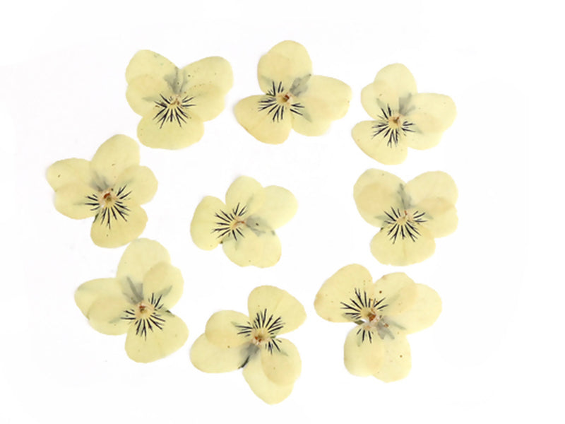 Achat Planche de 12 pensées pressées - jaune clair