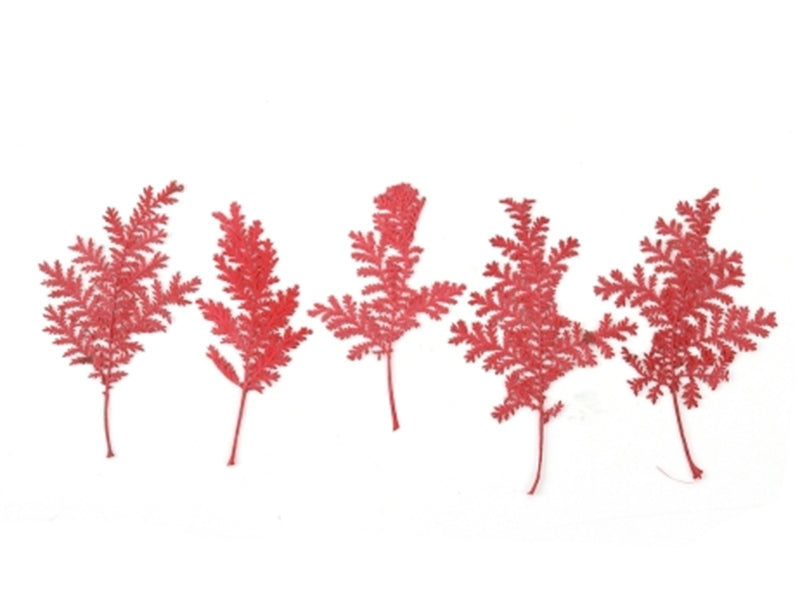 Achat Planche de 10 feuilles pressées - rouge foncé