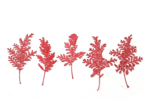Achat Planche de 10 feuilles pressées - rouge foncé