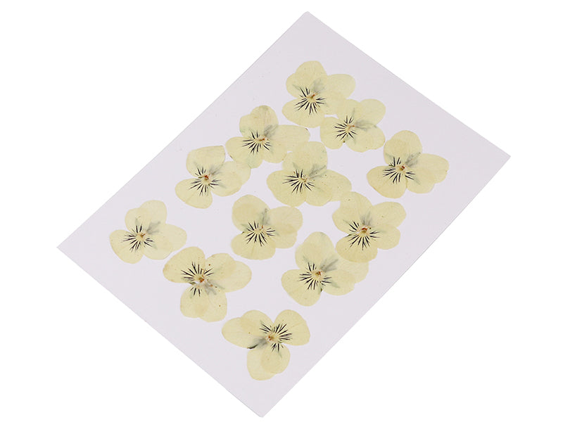 Achat Planche de 12 pensées pressées - jaune clair