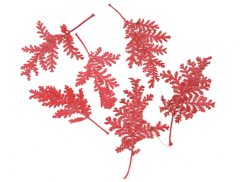 Achat Planche de 10 feuilles pressées - rouge foncé