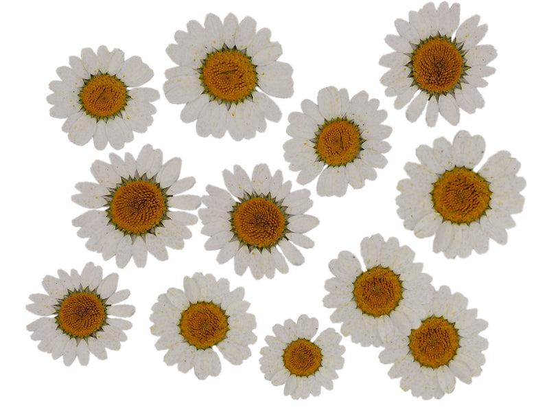 Achat Planche de 12 chrysanthèmes pressés - blanc