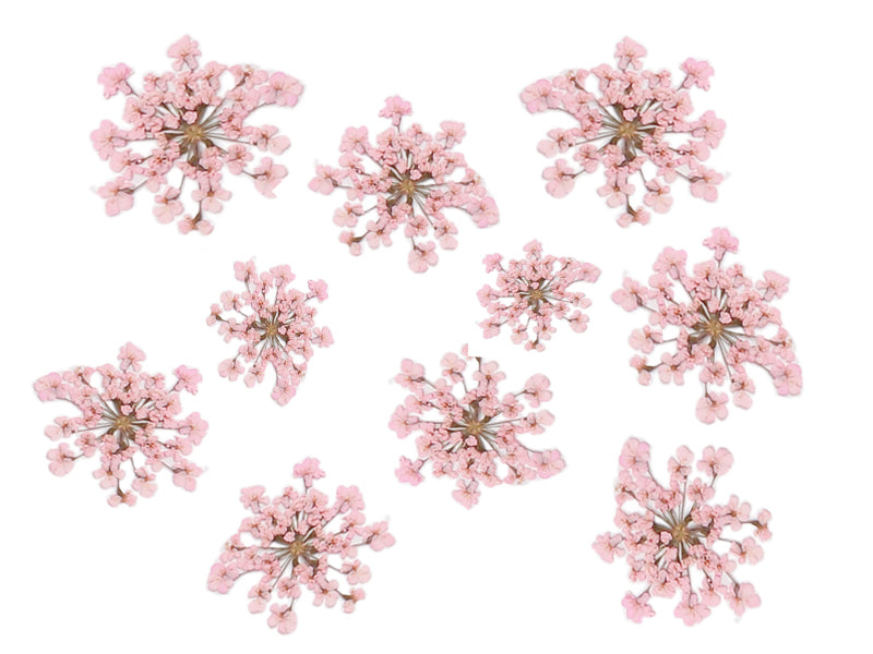 Achat Planche de 12 fleurs pressées - rose