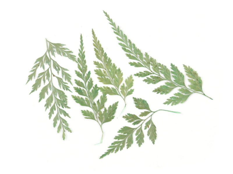 Achat Planche de 10 feuilles naturelles pressées