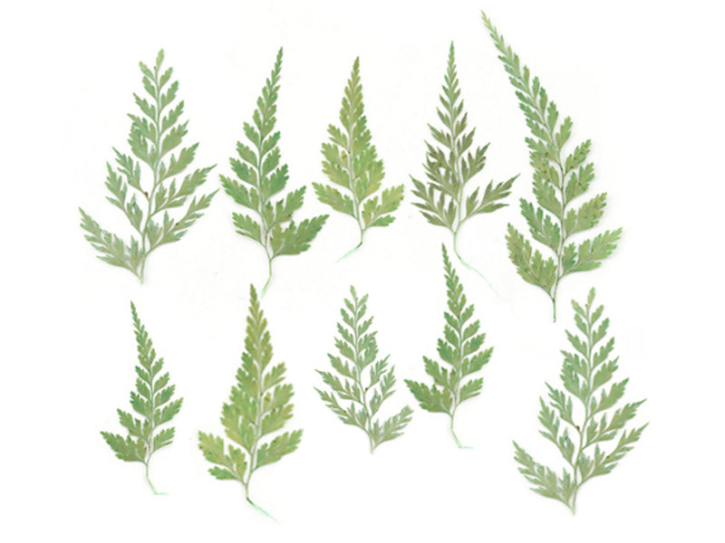 Achat Planche de 10 feuilles naturelles pressées