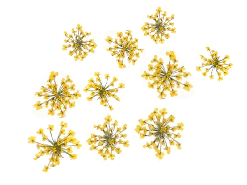 Achat Planche de 12 fleurs pressées - jaune