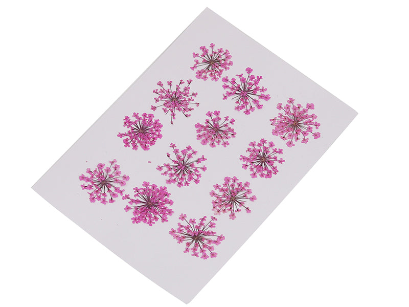 Achat Planche de 12 fleurs pressées - fuchsia