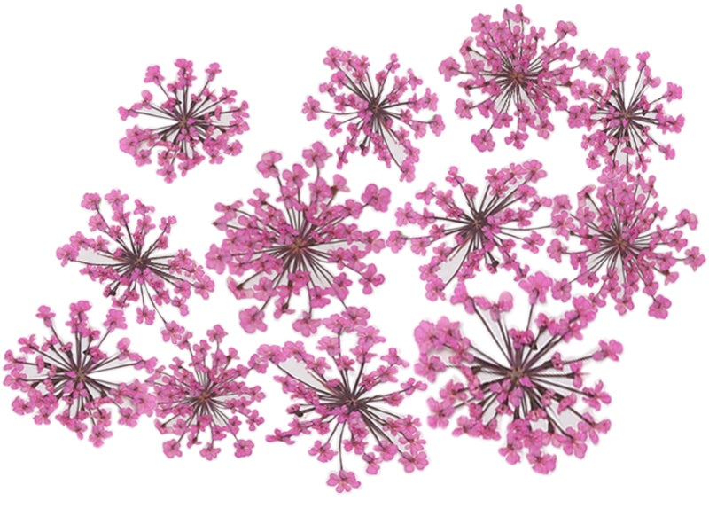 Achat Planche de 12 fleurs pressées - fuchsia