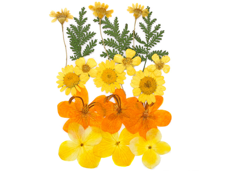 Achat Planche de 18 fleurs pressées - mixte orange