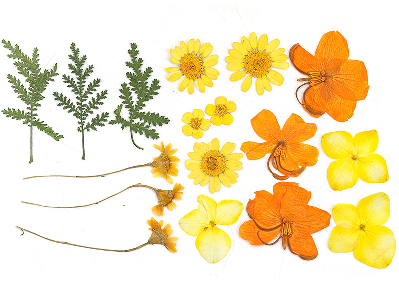 Achat Planche de 18 fleurs pressées - mixte orange
