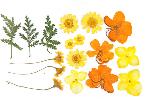 Achat Planche de 18 fleurs pressées - mixte orange
