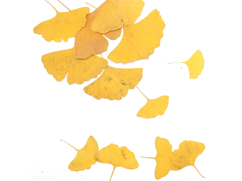 Achat Sachet de Gingkos pressés (6 à 8 feuilles) - Aléatoire