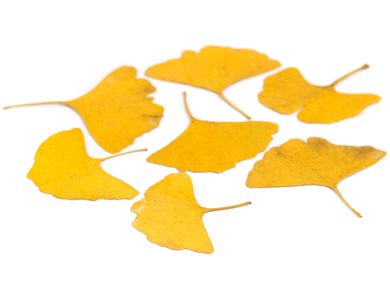 achat Sachet de Gingkos pressés (6 à 8 feuilles) - Aléatoire