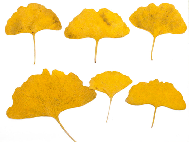 Achat Sachet de Gingkos pressés (6 à 8 feuilles) - Aléatoire