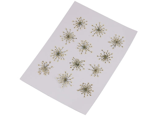 Achat Planche de 12 fleurs pressées - blanc