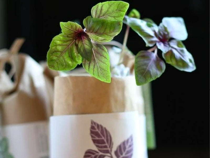 achat Kit "Cultivez et mangez" - basilic mauve dark opal  - Petit sac japonais pour faire pousser une plante