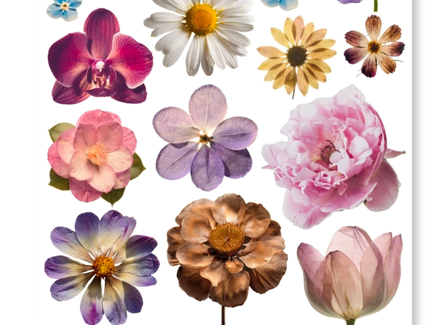 Achat Planches d'autocollants - Fleurs - Only Happy Things