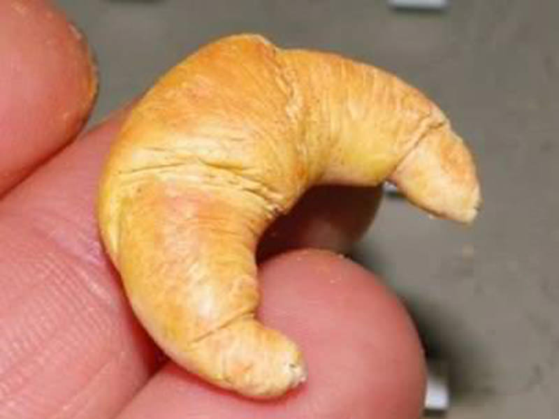 Le croissant