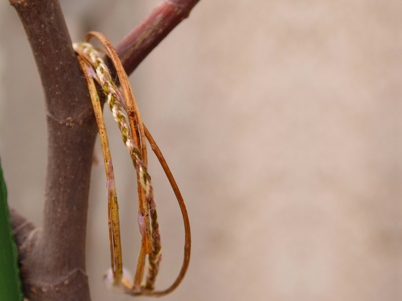 Le bracelet d'automne