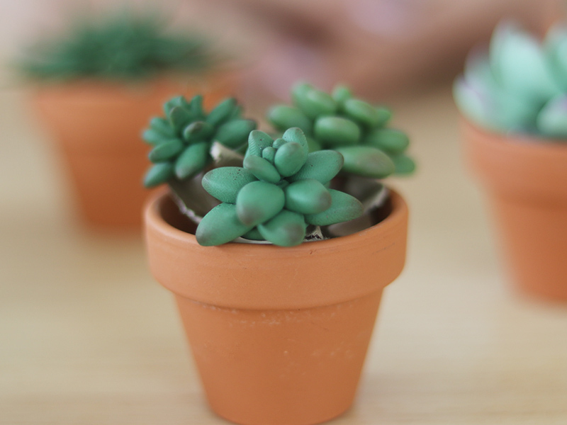 Les succulentes en pâte Fimo
